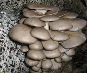 мицелий грибов