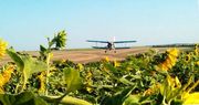 Десикация подсолнечника. Десикація літаками Ан-2