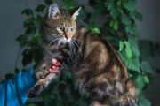 Метис бенгальского кота