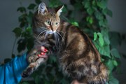 Метис бенгальского кота
